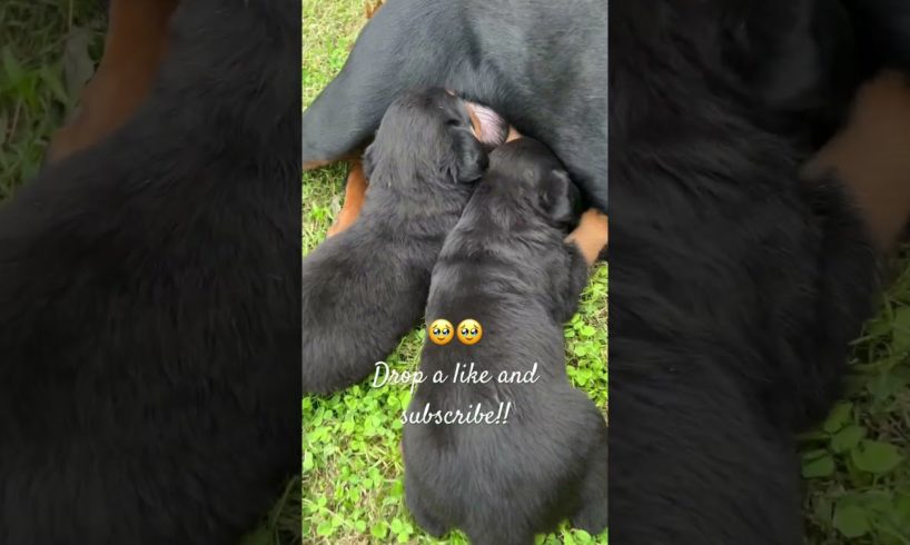 CUTEST PUPPIES EVER 🐶🥹🥹#rottweilers #dailyshorts