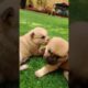 CUTIES/ CUTE PUPPIES PUPPY#viral #shortsviral #animals