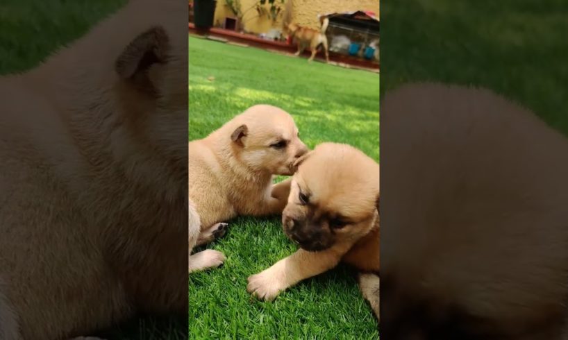 CUTIES/ CUTE PUPPIES PUPPY#viral #shortsviral #animals