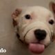 Cachorro pitbull encontrado solo pone patas arriba en su hogar de paso | El Dodo