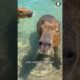 Capybara  🦫 The Friendliest Creature on Earth!