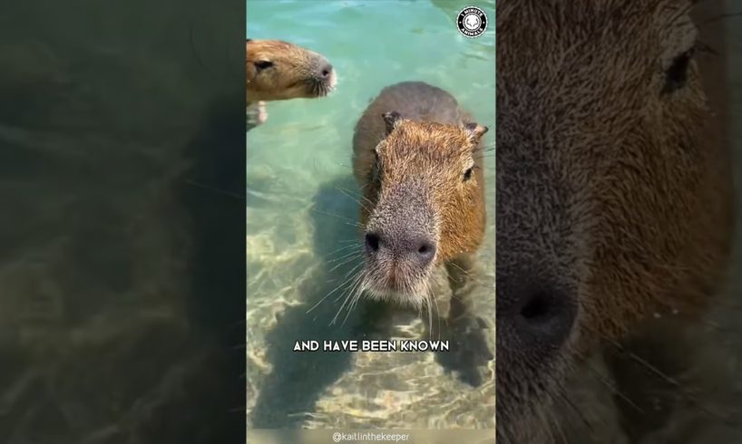 Capybara  🦫 The Friendliest Creature on Earth!