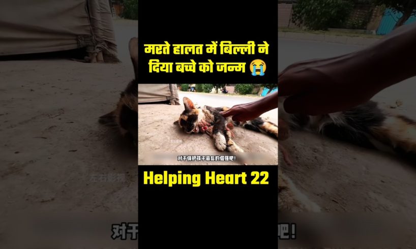 Cat born baby in dead setuatio🥰#shorts #animalrescue #rescue #rescuedog #animals @HelpingHeart22