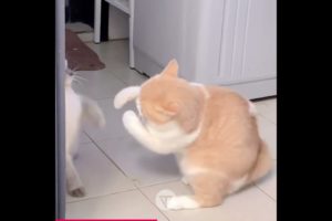 Cat with the PerfectBoxing Punch see #funniest animals #videoshorts #tiktokvideo #cutest #2023