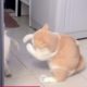 Cat with the PerfectBoxing Punch see #funniest animals #videoshorts #tiktokvideo #cutest #2023