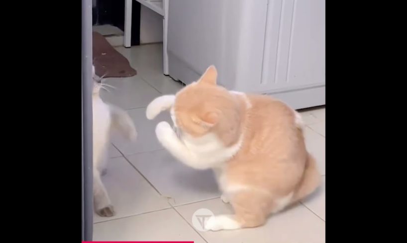 Cat with the PerfectBoxing Punch see #funniest animals #videoshorts #tiktokvideo #cutest #2023