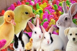 Catch millions of cute chickens, colorful chickens, Cute Puppies ,rabbits, ducks, cute animals 😍