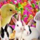 Catch millions of cute chickens, colorful chickens, Cute Puppies ,rabbits, ducks, cute animals 😍