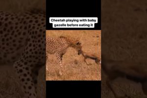 Cheetah Playing with baby gazelle before eating it #foryou #animals #wildlife