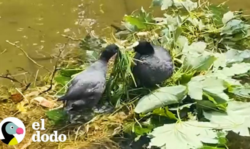 Chico se interesa mucho en el romance de esta pareja de pájaros | El Dodo