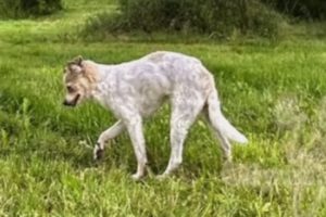 Chihuahua with greyhound legs is exactly as weird as imagined