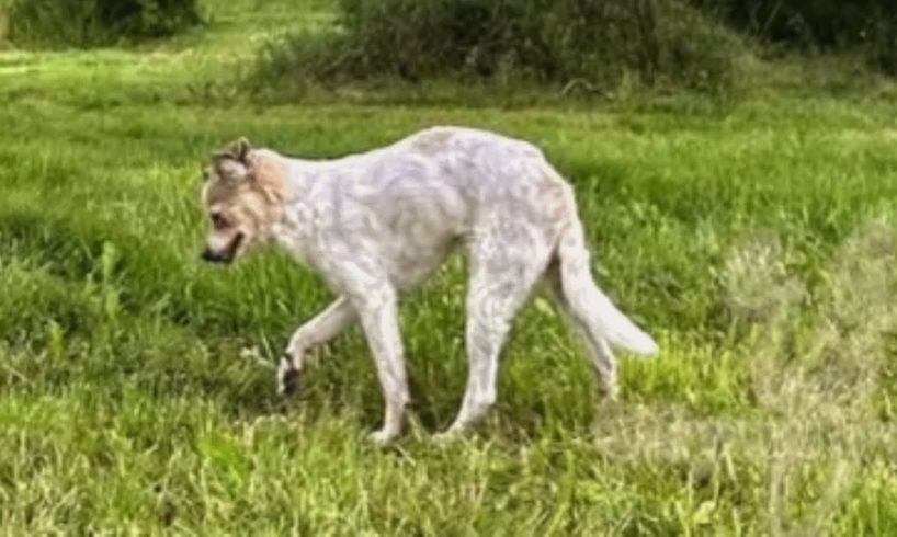 Chihuahua with greyhound legs is exactly as weird as imagined