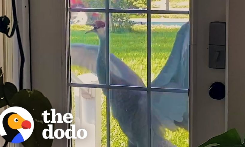 Crane Introduces His Babies To His Human Best Friend Every Year | The Dodo