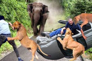 Cruel Chaos! Elephant, Angry Lion Attacks Cars And Tourists Too Brutal| Wild Animals Attack