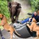Cruel Chaos! Elephant, Angry Lion Attacks Cars And Tourists Too Brutal| Wild Animals Attack