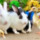 Cute And Adorable animals Playing Ducklings,Rabbits,Duck,Funny animals Videos