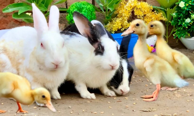 Cute And Adorable animals Playing Ducklings,Rabbits,Duck,Funny animals Videos