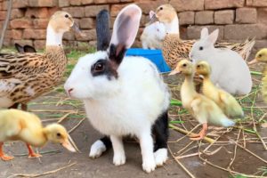 Cute And Adorable animals Playing,Cute Bunnies,Ducklings,Ducks,Cute animals Videos