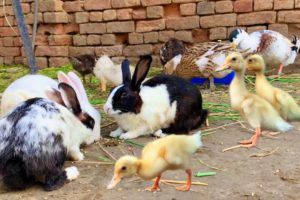 Cute Bunnies,Ducklings and Ducks,Funny And Adorable animals Playing,Cute Cute animals Videos