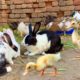 Cute Bunnies,Ducklings and Ducks,Funny And Adorable animals Playing,Cute Cute animals Videos