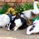 Cute Bunnies,Ducklings and Ducks,Funny And Adorable animals Playing,Cute animals Videos