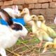 Cute Bunnies,Ducklings and Ducks,Funny And Adorable animals Playing,Cuteanimals Videos