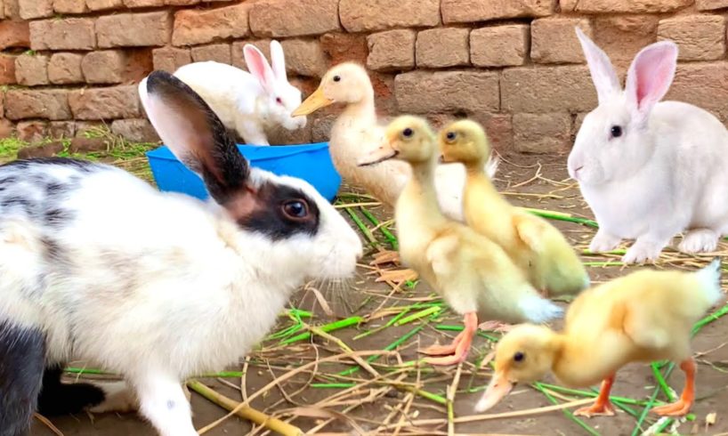 Cute Bunnies,Ducklings and Ducks,Funny And Adorable animals Playing,Cuteanimals Videos