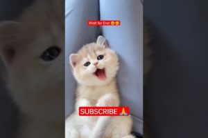 ❤️Cute 🥰 Cats Playing |🤣 funny and cute animals 🤩 | #shorts #funny