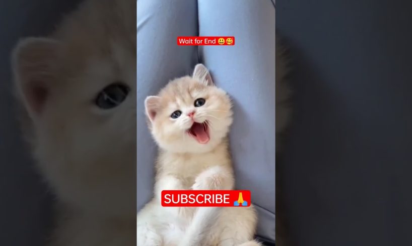 ❤️Cute 🥰 Cats Playing |🤣 funny and cute animals 🤩 | #shorts #funny