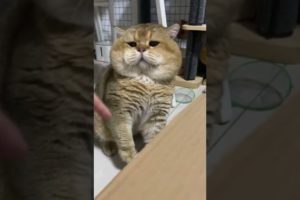 Cute Cats😹Funny Fail ops Moments Viral Clips #shorts Video😂|| #trending #animals #funny #reels