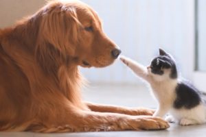 Cute Dogs And Cats That Will Make You Go Aww 🥰 CATS AND DOGS Friendship