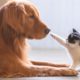 Cute Dogs And Cats That Will Make You Go Aww 🥰 CATS AND DOGS Friendship