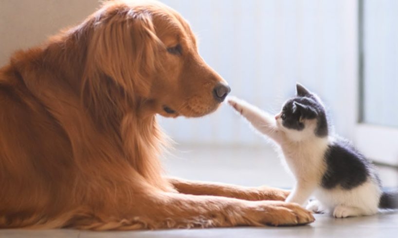 Cute Dogs And Cats That Will Make You Go Aww 🥰 CATS AND DOGS Friendship