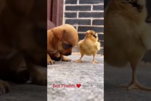 Cute Duckling - Lovely Duck - Two Best Friends - Dog - Duck