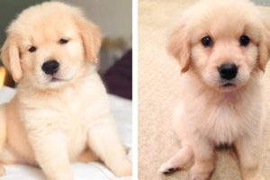 Cute Golden That Will Make Your Day So Much Better 🥰 | Cute Puppies