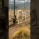 Cute Lion Gives Smooches to Puppy's Paw!