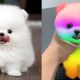Cute Pomeranian Puppies Doing Funny Things #10 | Cute and Funny Dogs