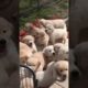 Cute Puppies Dog 🐕 #youtubeshorts #shortvideo #shorts #animals #dog #puppy