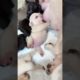 Cute Puppies Drinking Milk #shorts #puppylovers #puppyvideos
