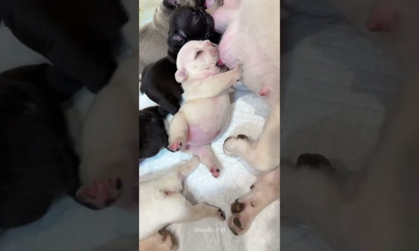Cute Puppies Drinking Milk #shorts #puppylovers #puppyvideos