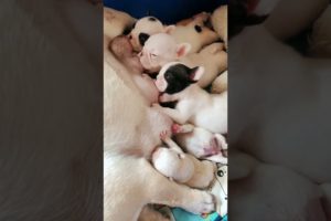 Cute Puppies Drinking Mother's Milk #shorts #puppy #puppyvideos