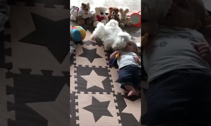 Cute Puppies Play With Baby!! 💖🐶