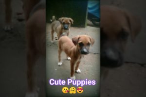 Cute Puppies #cute #short  #shorts #viral #puppy #trending #dog #fight #shortsfeed