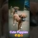Cute Puppies #cute #short  #shorts #viral #puppy #trending #dog #fight #shortsfeed