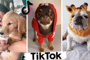 Cute Puppies of TikTok ~ Dogs Doing Funny Things Compilation