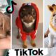 Cute Puppies of TikTok ~ Dogs Doing Funny Things Compilation