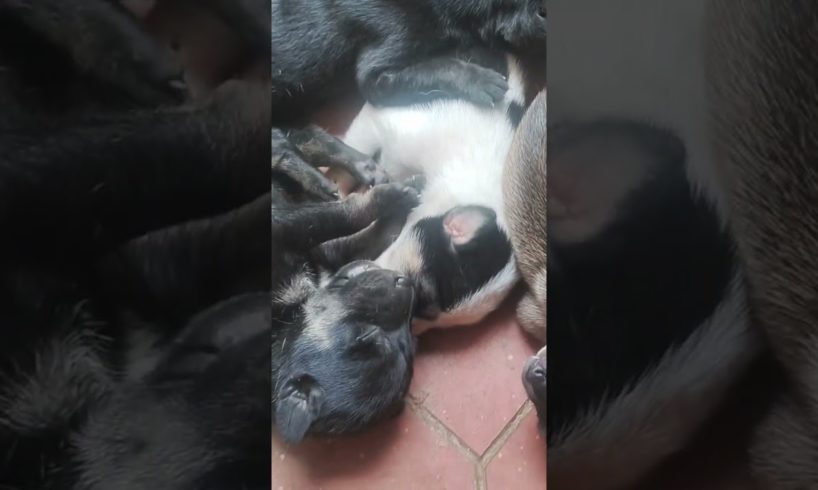 Cute Puppies #shorts #viral