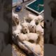 Cute Puppies 😍😍 #youtubeshorts #viral #shorts #puppy  #dog