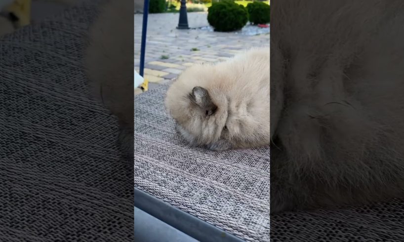 Cute Puppies | #youtubeshorts #viral #shortsfeed #trendingshorts #funny #shorts #puppy