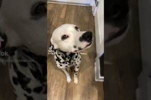 Cute Puppy Dalmatian 1 year Transformation